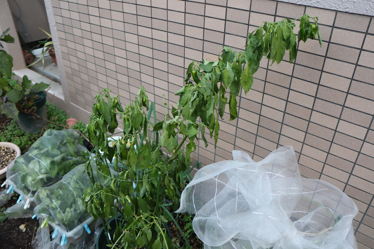 f:id:tomato_1:20211220034926j:plain