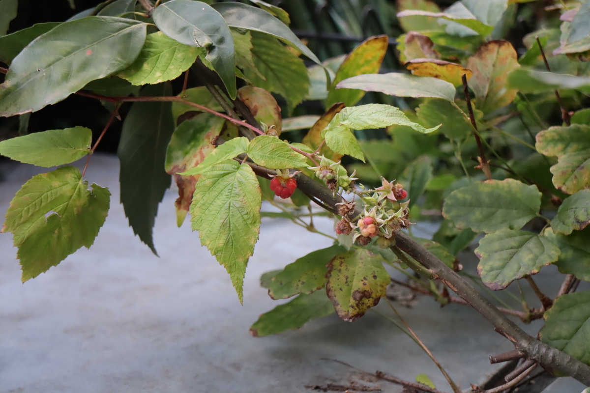 f:id:tomato_1:20211220035010j:plain