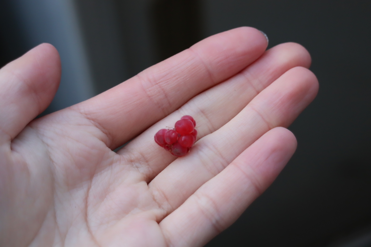 f:id:tomato_1:20211223194526j:plain