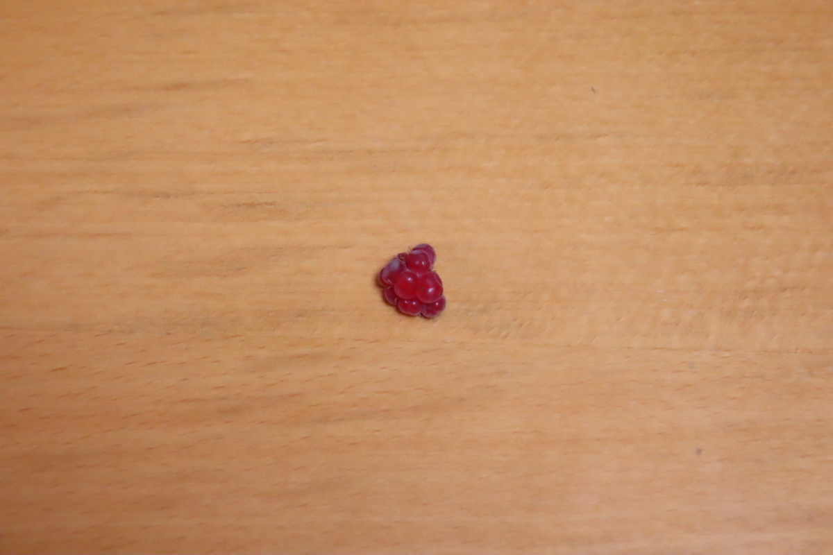 f:id:tomato_1:20211223194533j:plain