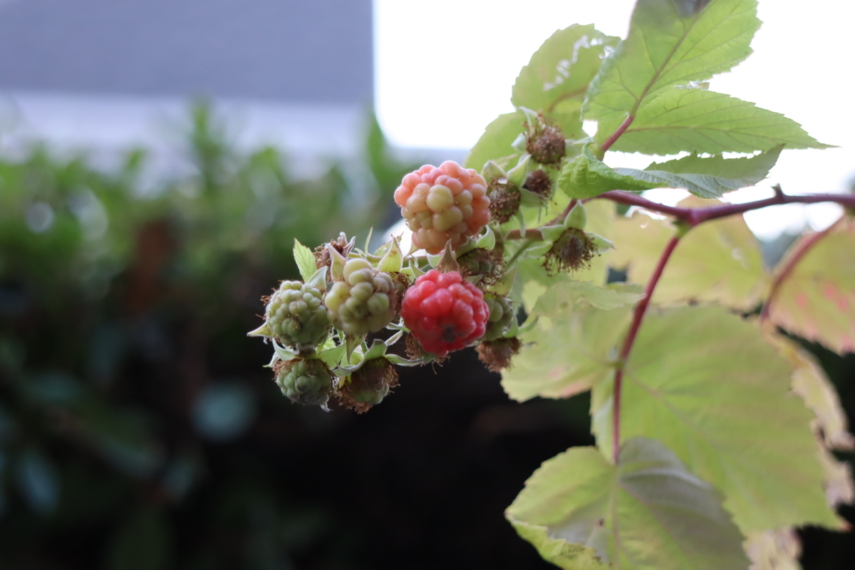 f:id:tomato_1:20211223194541j:plain