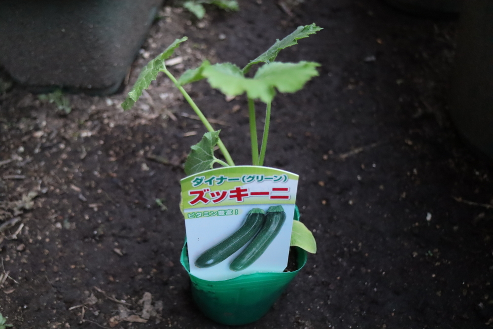 f:id:tomato_1:20211226201838j:plain