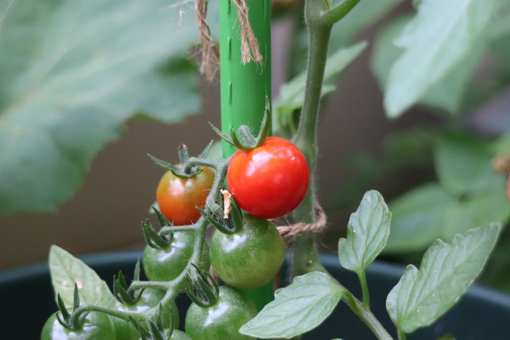 f:id:tomato_1:20211226213200j:plain