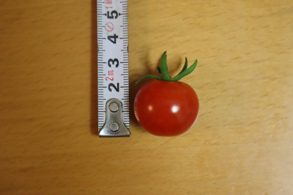 f:id:tomato_1:20211226213217j:plain