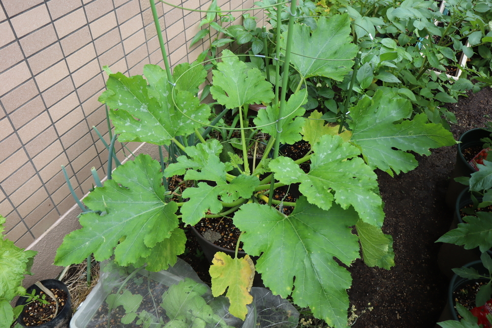 f:id:tomato_1:20211226214414j:plain