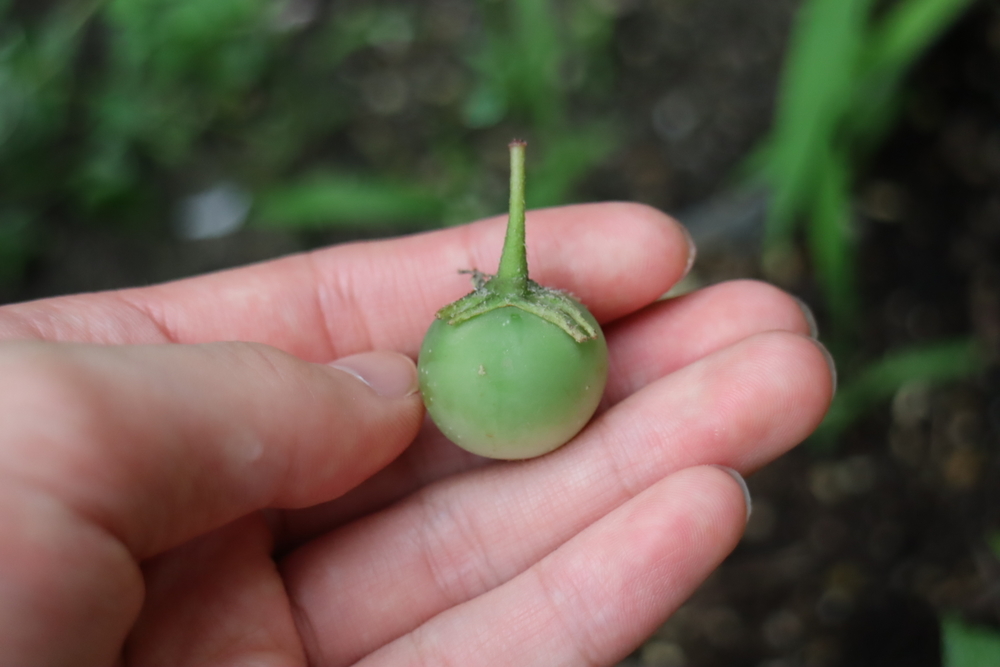 f:id:tomato_1:20211226221030j:plain
