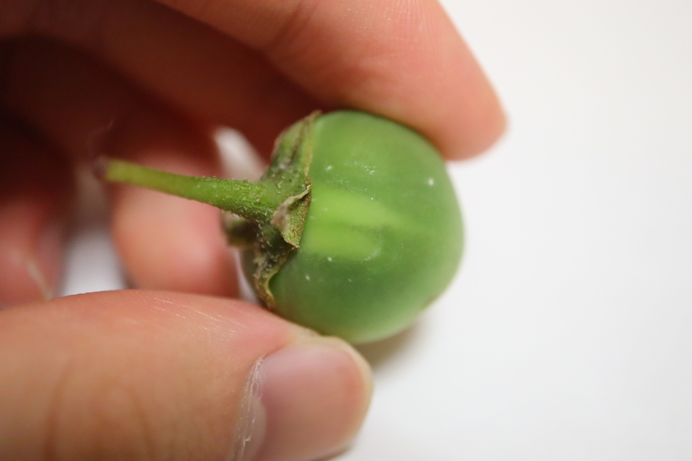 f:id:tomato_1:20211226221035j:plain