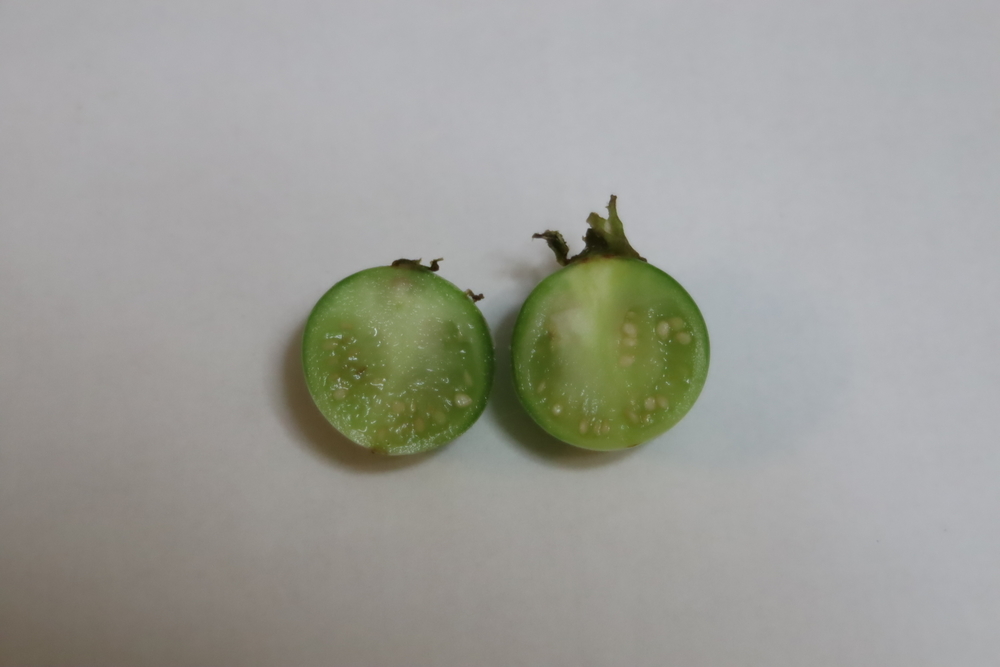 f:id:tomato_1:20211226230321j:plain