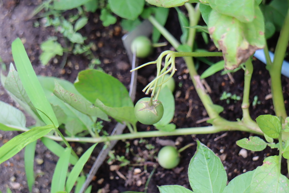 f:id:tomato_1:20211226230717j:plain
