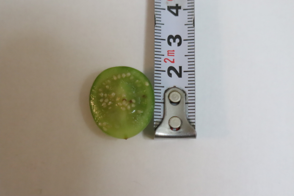 f:id:tomato_1:20211226230729j:plain