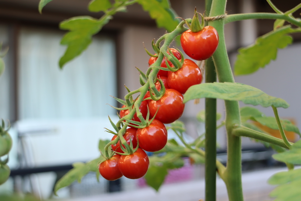 f:id:tomato_1:20211228012040j:plain
