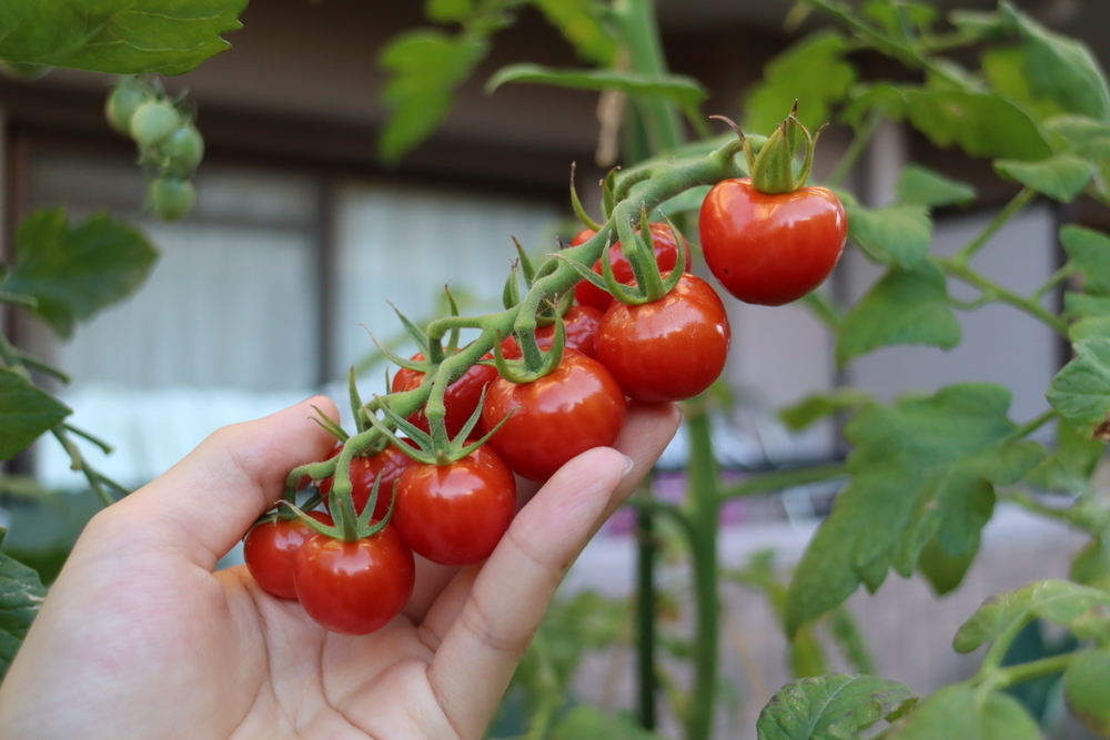 f:id:tomato_1:20211228012046j:plain