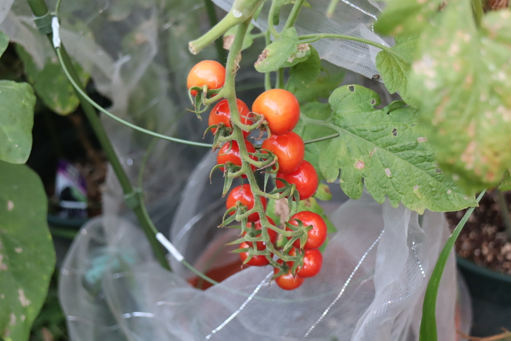 f:id:tomato_1:20211228012709j:plain