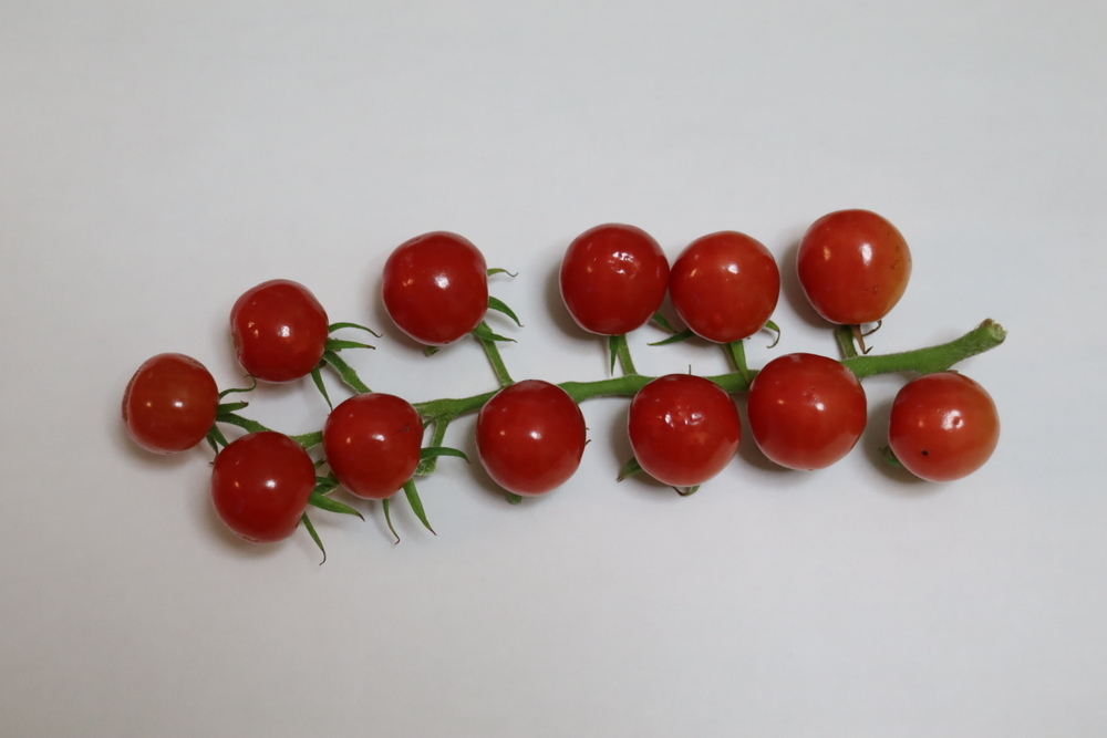 f:id:tomato_1:20211228012725j:plain