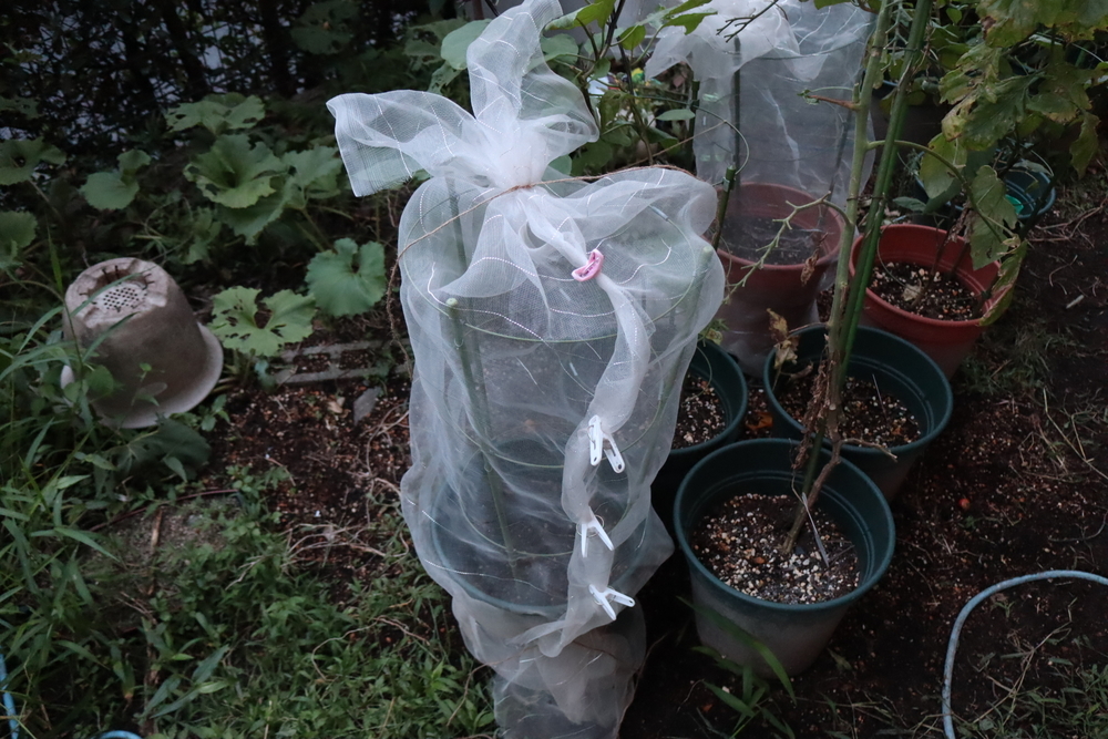 f:id:tomato_1:20211228015819j:plain