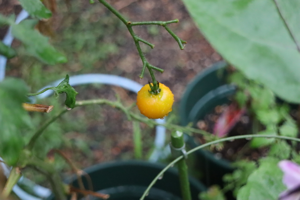 f:id:tomato_1:20211228182137j:plain