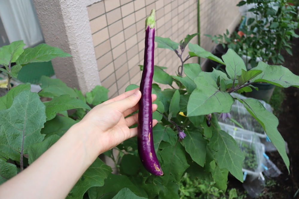 f:id:tomato_1:20211228200114j:plain