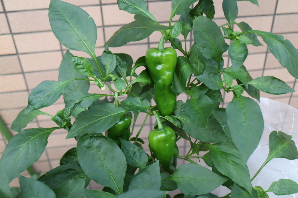 f:id:tomato_1:20211228200521j:plain