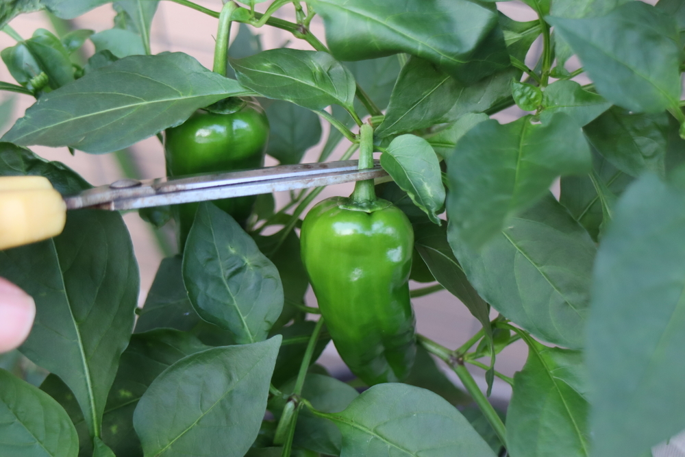 f:id:tomato_1:20211228200528j:plain