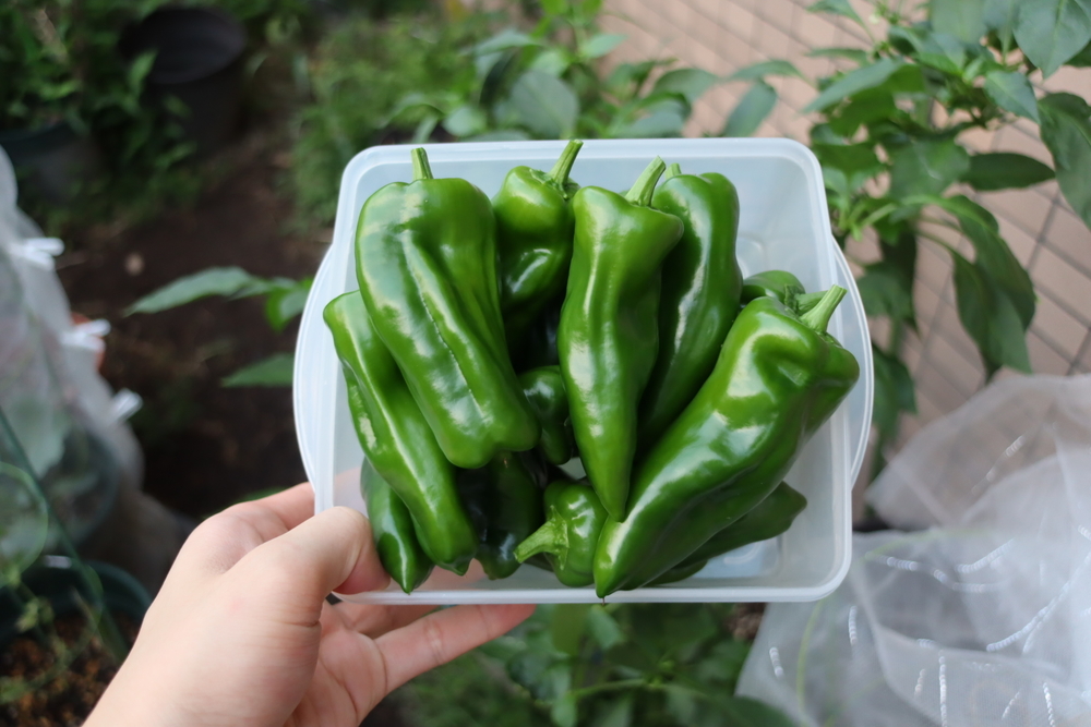 f:id:tomato_1:20211228200533j:plain