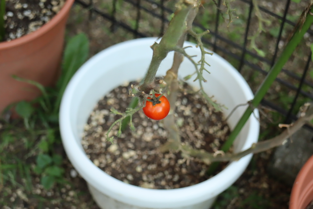 f:id:tomato_1:20211228201050j:plain