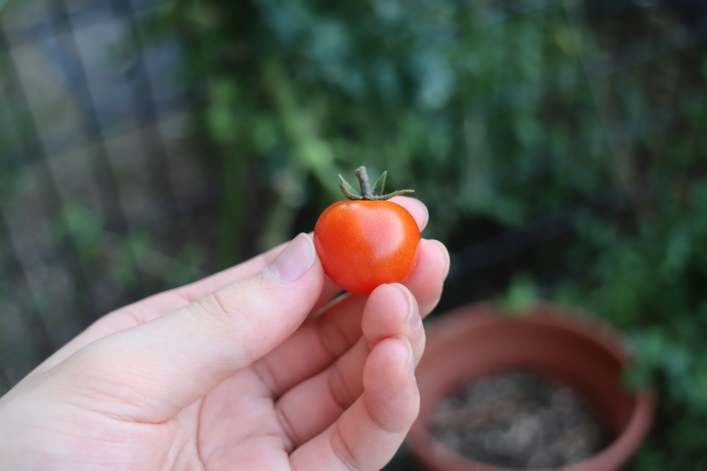 f:id:tomato_1:20211228201056j:plain