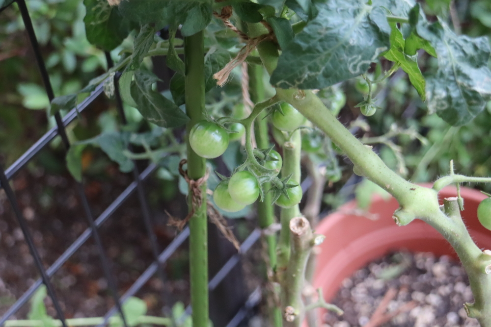 f:id:tomato_1:20211228201108j:plain