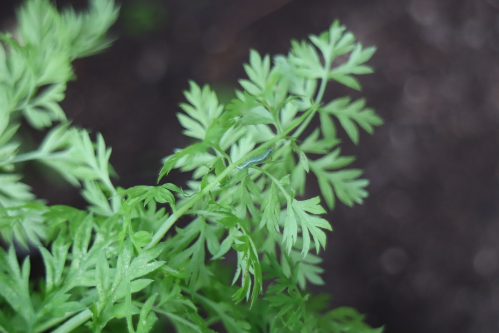 f:id:tomato_1:20211228201438j:plain