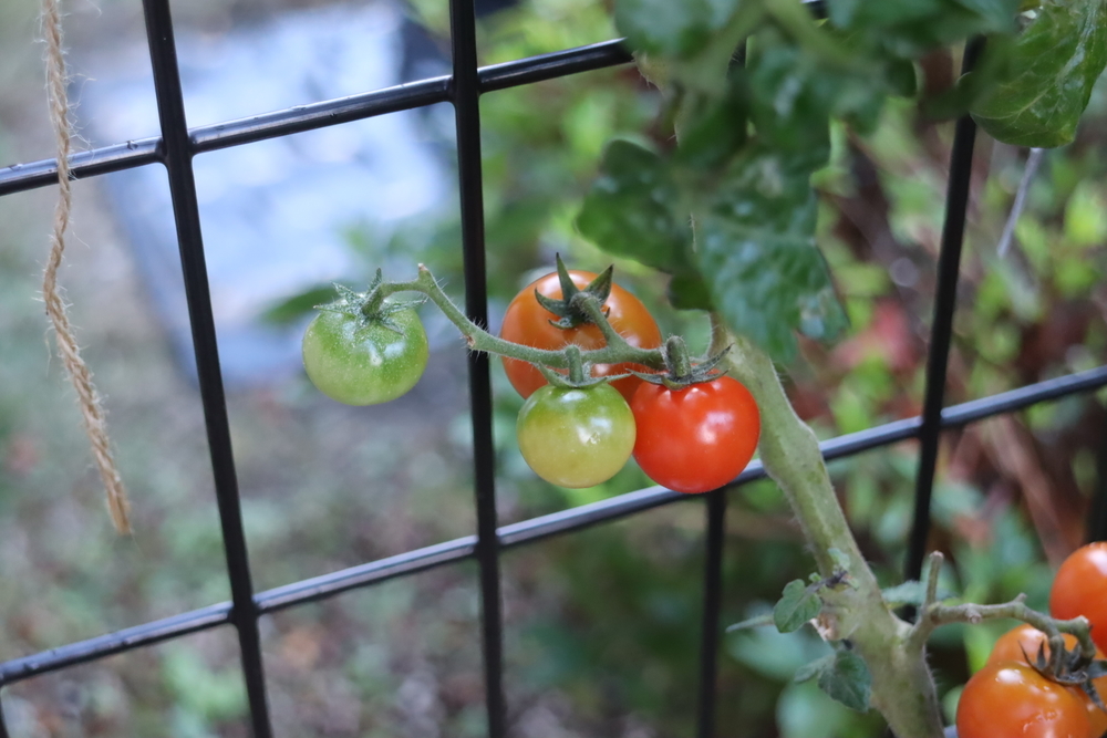 f:id:tomato_1:20211228202636j:plain