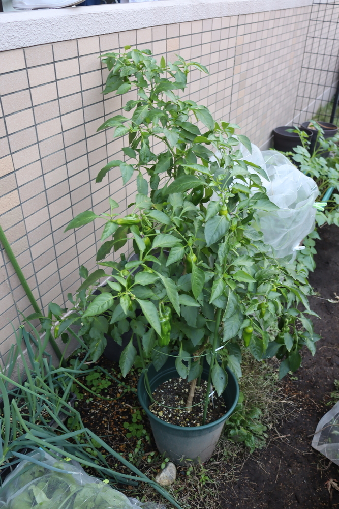f:id:tomato_1:20211228203043j:plain