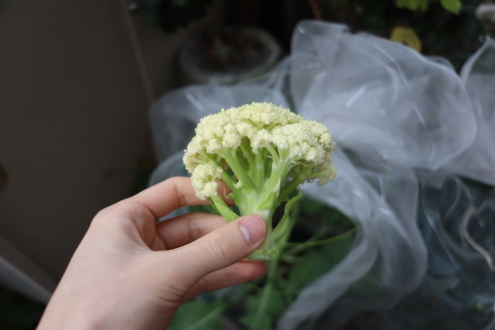 f:id:tomato_1:20211228203430j:plain