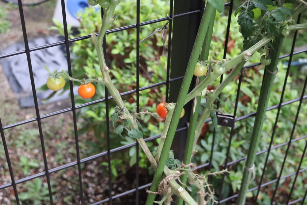 f:id:tomato_1:20211228203729j:plain