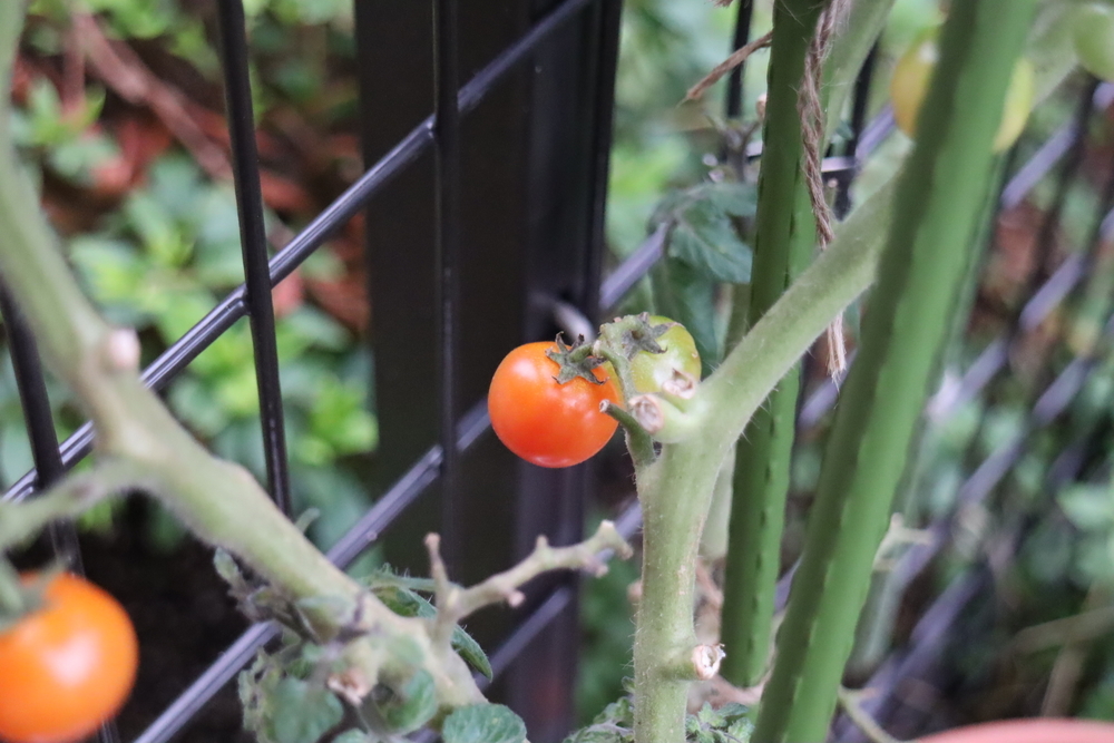 f:id:tomato_1:20211228203736j:plain