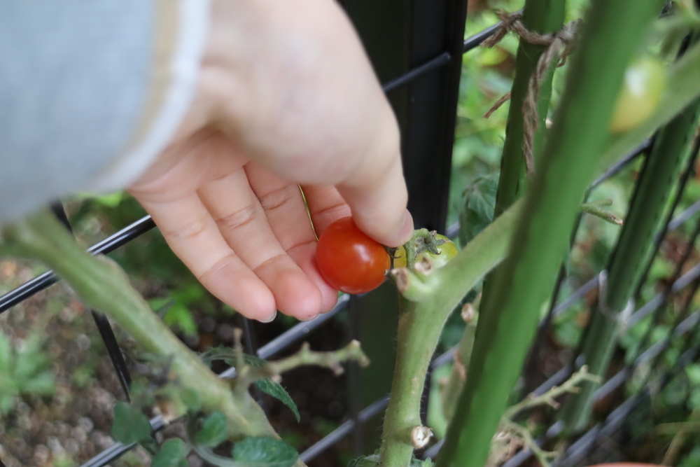 f:id:tomato_1:20211228203742j:plain