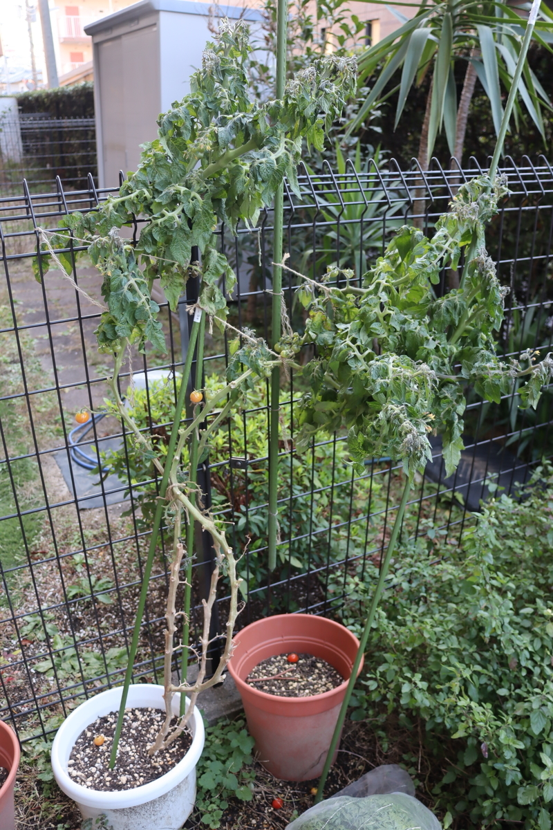 f:id:tomato_1:20220104034137j:plain