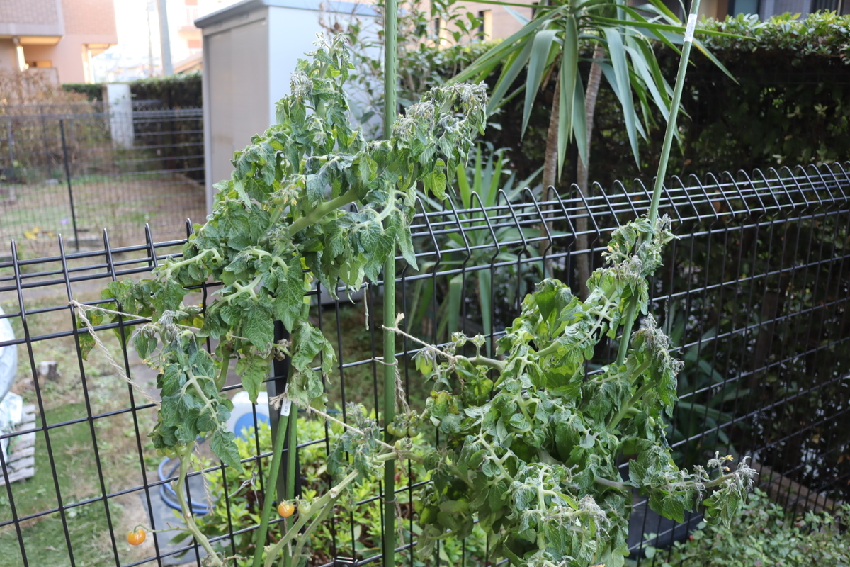 f:id:tomato_1:20220104034150j:plain