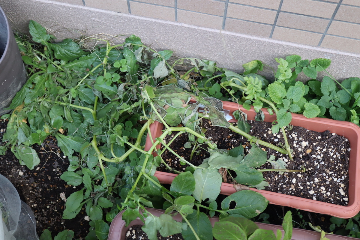 f:id:tomato_1:20220104034359j:plain