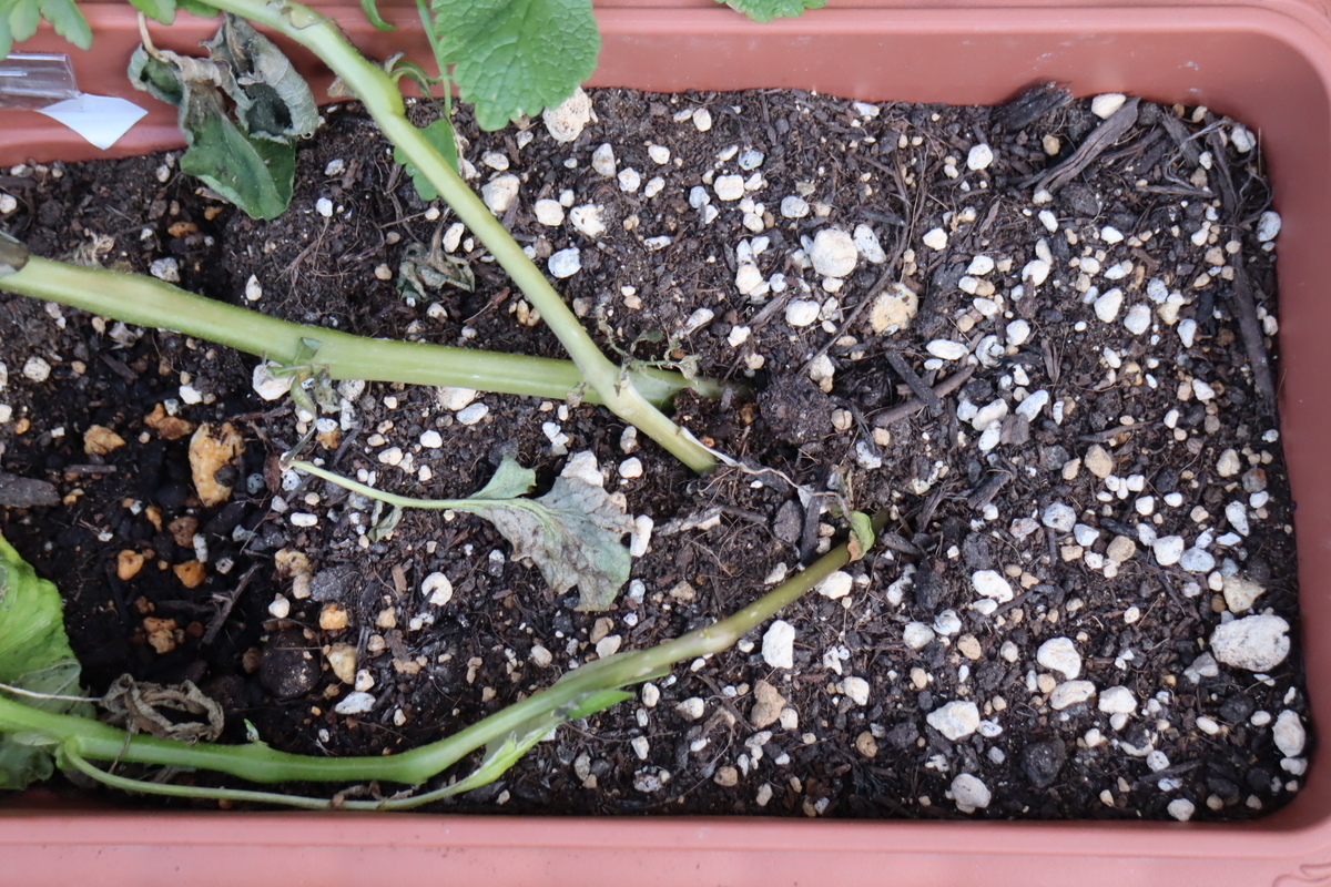f:id:tomato_1:20220110034953j:plain
