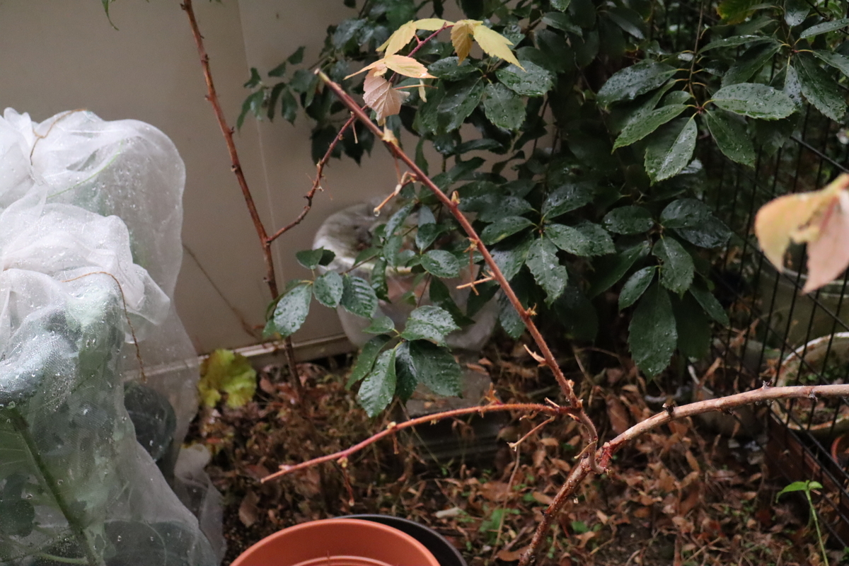 f:id:tomato_1:20220111192351j:plain