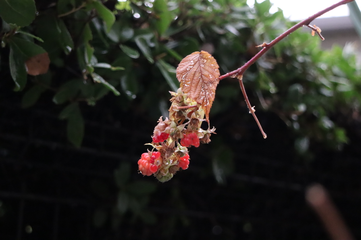 f:id:tomato_1:20220111192409j:plain
