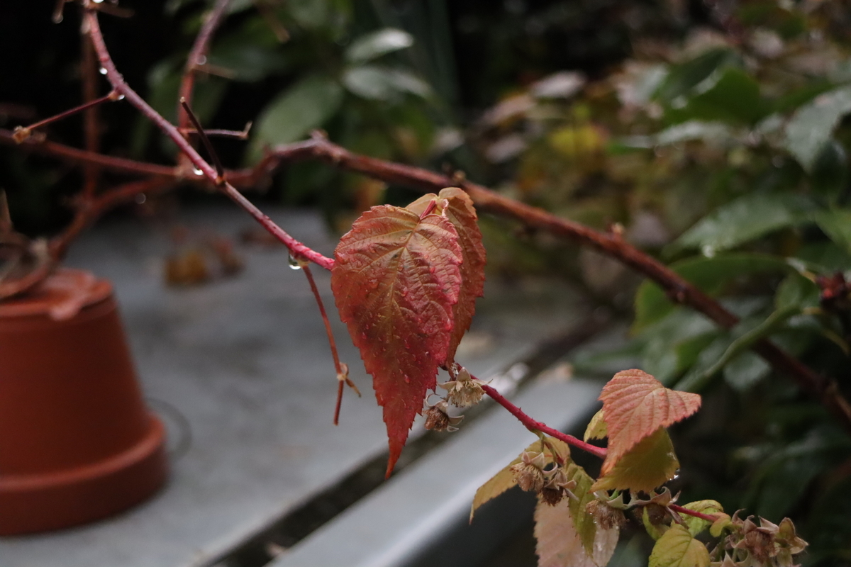 f:id:tomato_1:20220111192425j:plain
