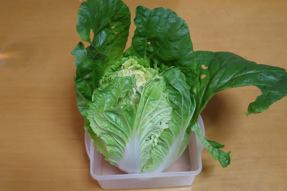 f:id:tomato_1:20220116033519j:plain