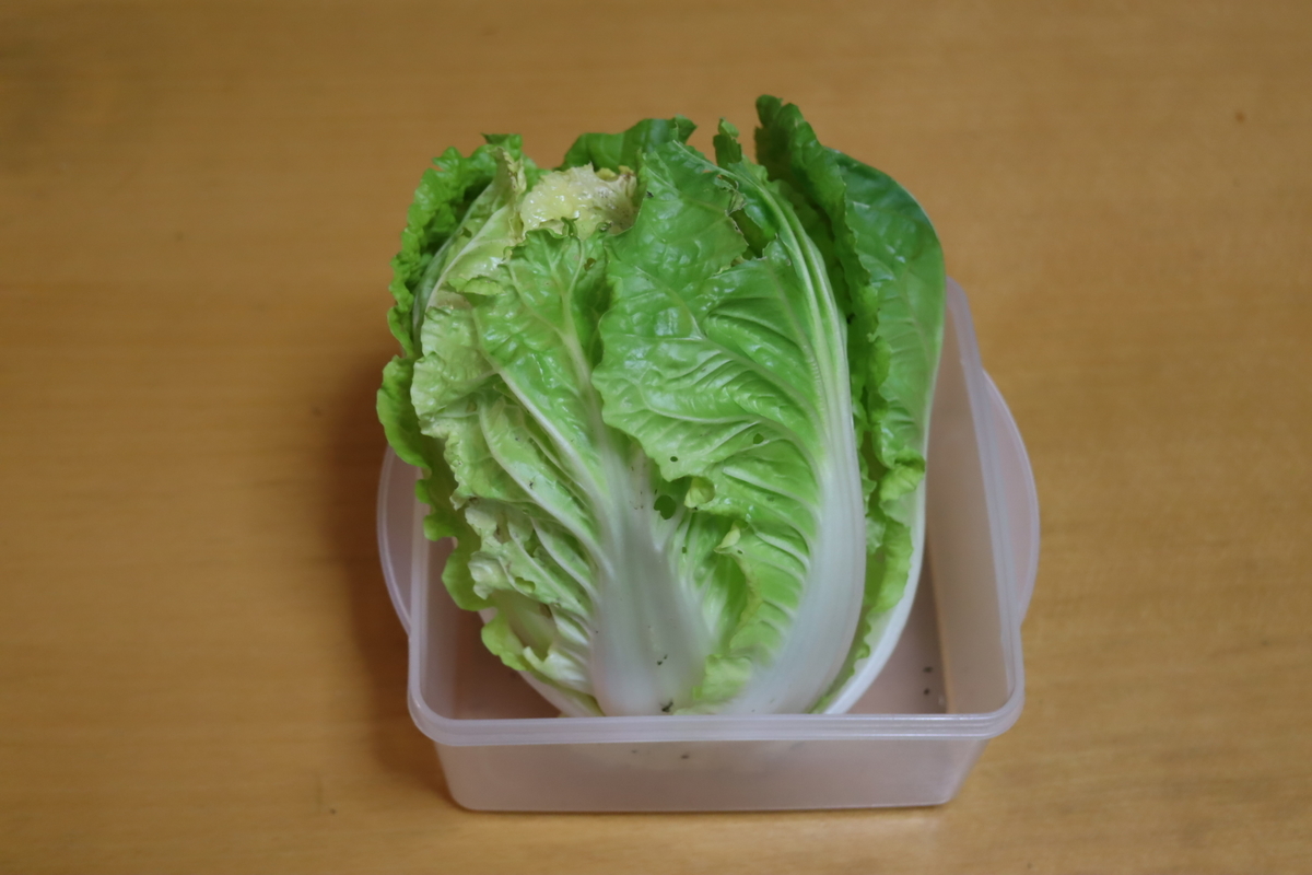 f:id:tomato_1:20220116033532j:plain