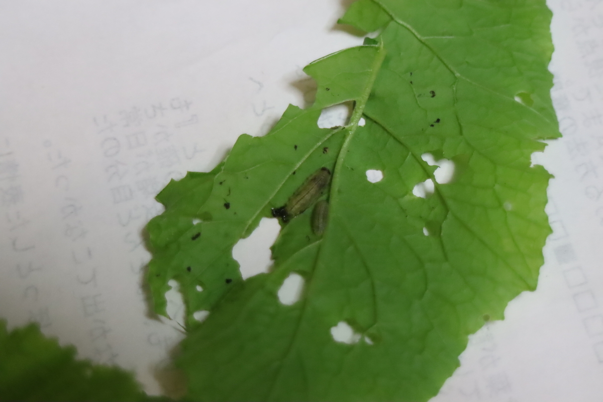 f:id:tomato_1:20220122034627j:plain