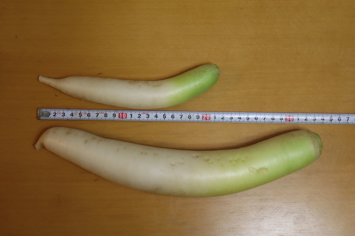 f:id:tomato_1:20220126033124j:plain