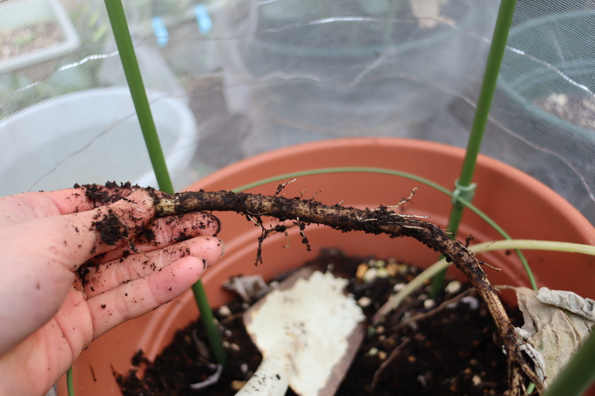 f:id:tomato_1:20220130035619j:plain