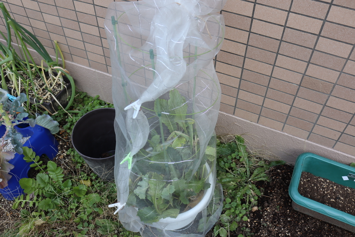 f:id:tomato_1:20220205034049j:plain