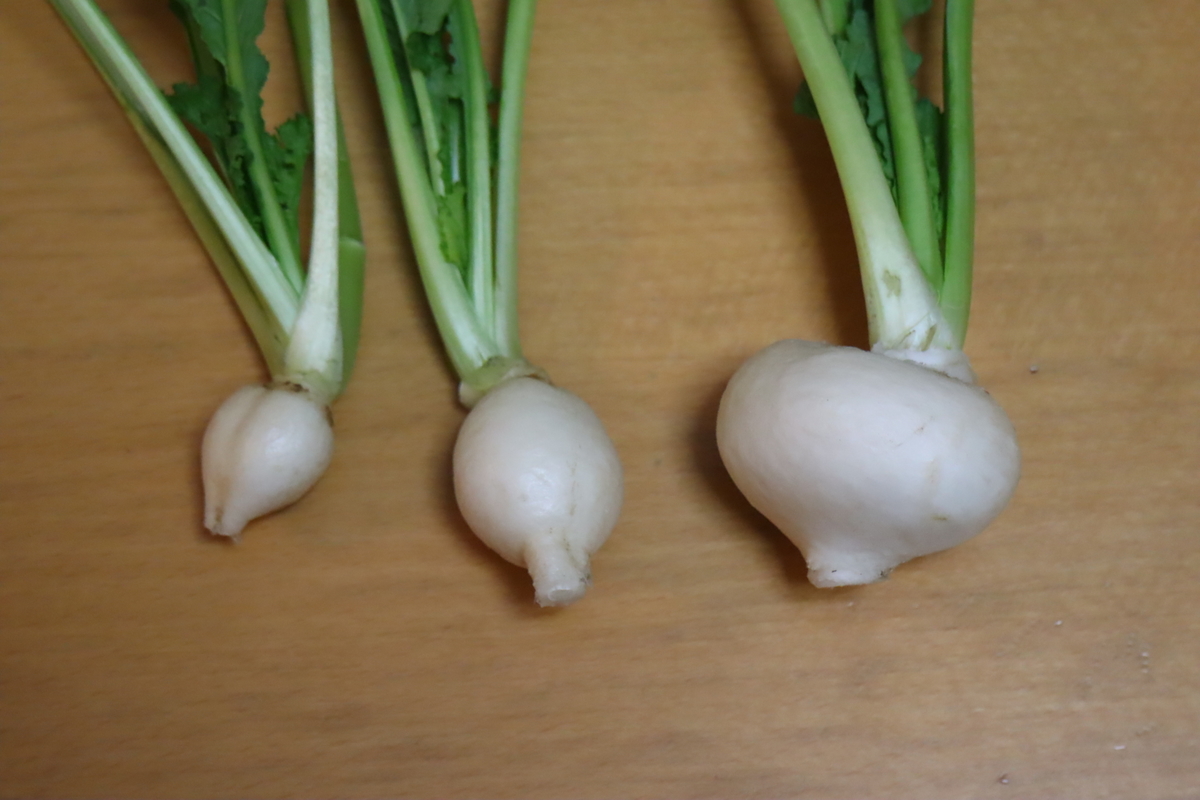 f:id:tomato_1:20220205034221j:plain