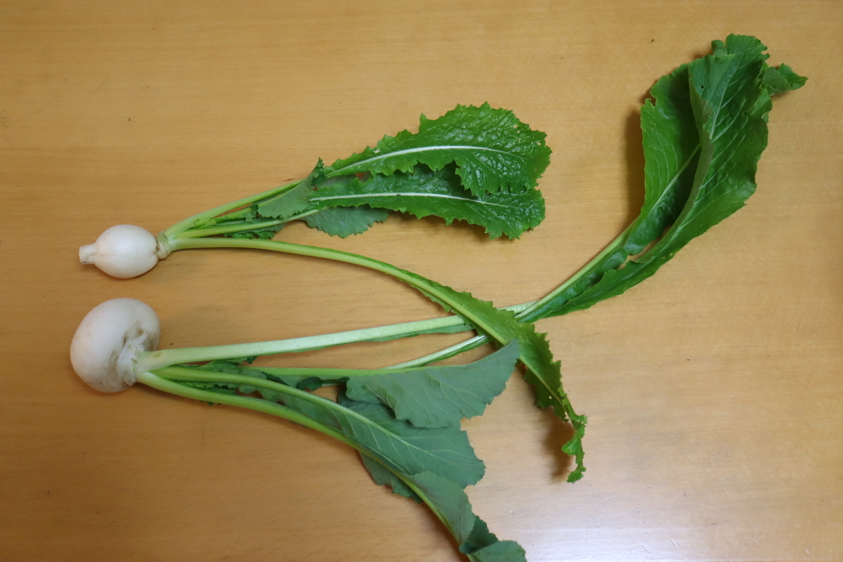 f:id:tomato_1:20220205034227j:plain