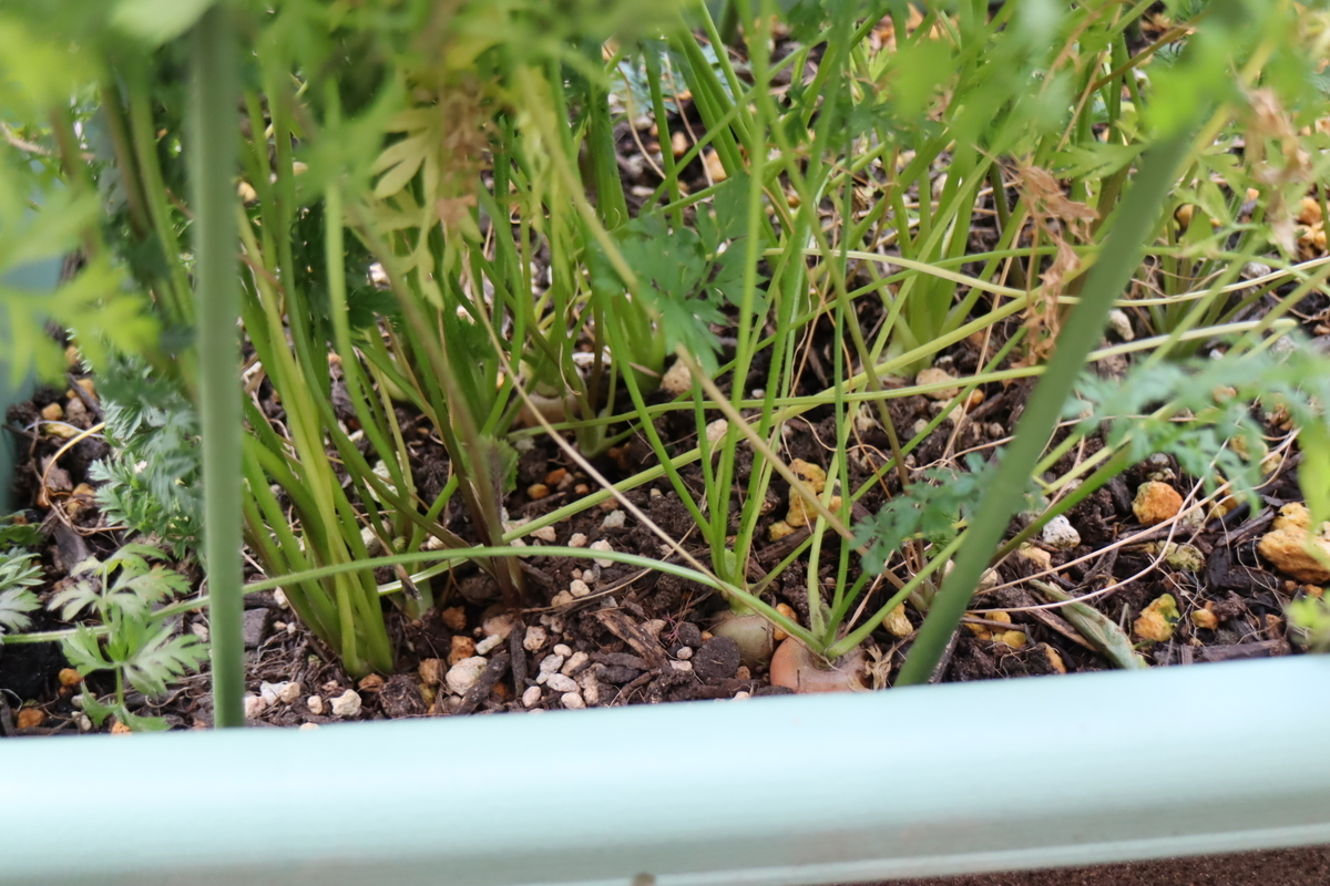 f:id:tomato_1:20220221034106j:plain